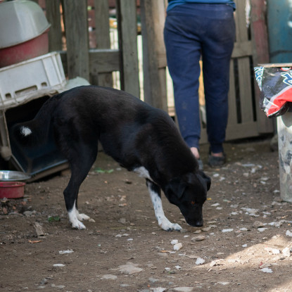Adoption Deea