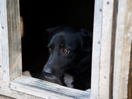 Adopter Deea