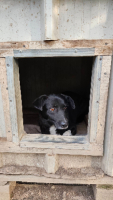Adopter  chien : Deea