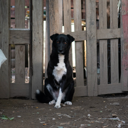 Adoption Deea
