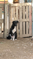 Adopter  chien : Deea