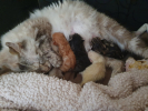 Devenez famille d'accueil et changez la vie d'un chat