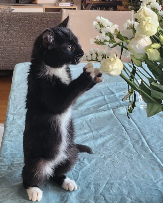 Image Devenez famille d'accueil et changez la vie d'un chat