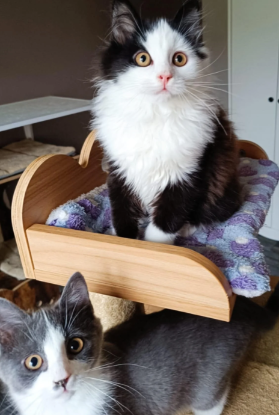 Image Devenez famille d'accueil et changez la vie d'un chat