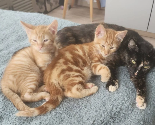 Devenez famille d'accueil et changez la vie d'un chat
