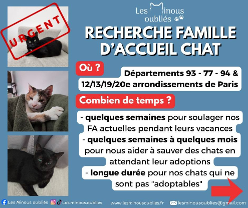 Devenez famille d'accueil pour LES MINOUS OUBLIES