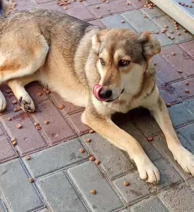 Adopter Diane