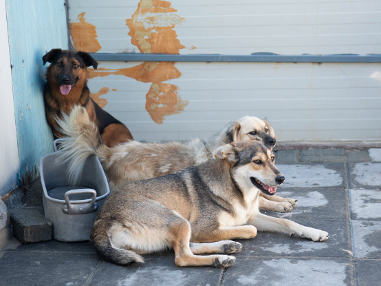 Adoption Diane