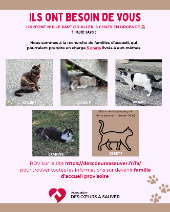 DOUBLE SOS CHATS – HAUTE-SAVOIE