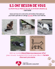 DOUBLE SOS CHATS – HAUTE-SAVOIE