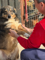 Adopter  chien : Elfy