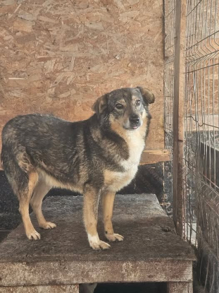 Adopter Elfy