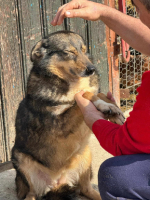 Adopter  chien : Elfy
