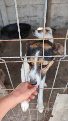 Adopter Eliza