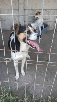 Adopter Eliza