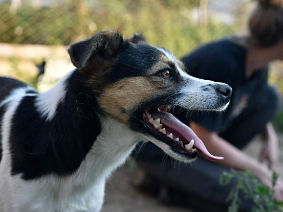 Adoption Eliza