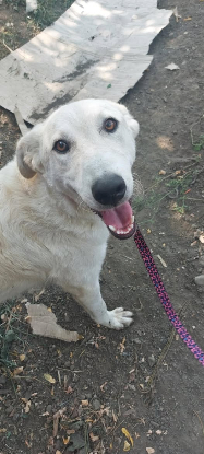 Adopter Ella