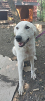 Adopter  chien : Ella