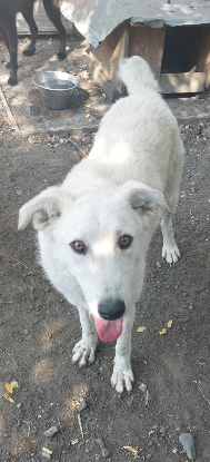 Adopter Ella