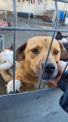 Adopter Eros
