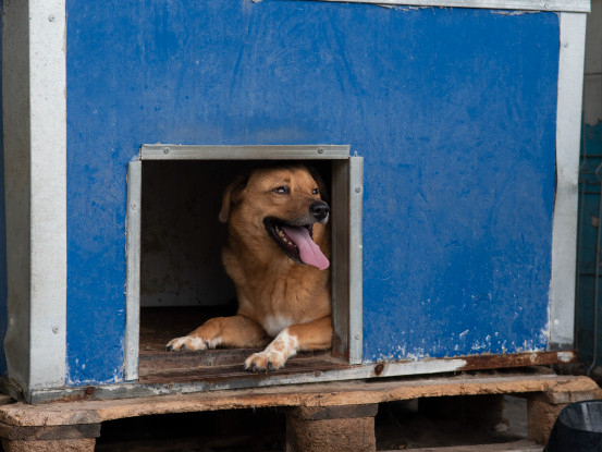 Adoption Eros