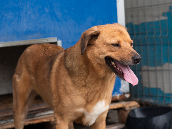 Adoption Eros