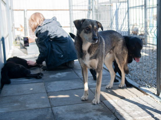 Adoption Falco