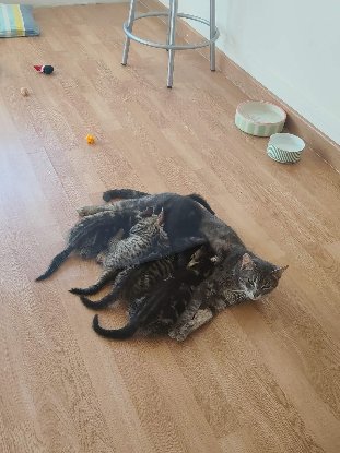 Famille d’accueil île de France