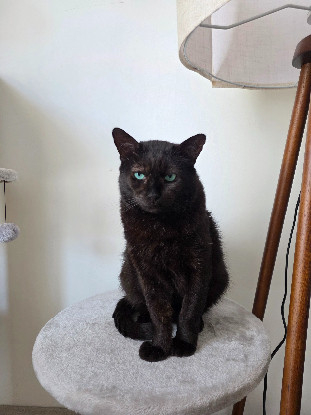 Image Famille d'accueil longue durée pour 2 chats