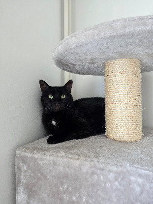 Famille d'accueil longue durée pour 2 chats