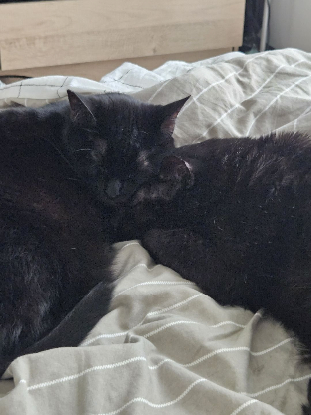 Famille d'accueil longue durée pour 2 chats