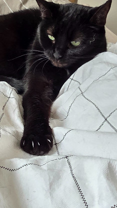 Image Famille d'accueil longue durée pour 2 chats