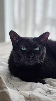 Image Famille d'accueil longue durée pour 2 chats