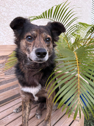 Image Famille d'accueil pour Tomy