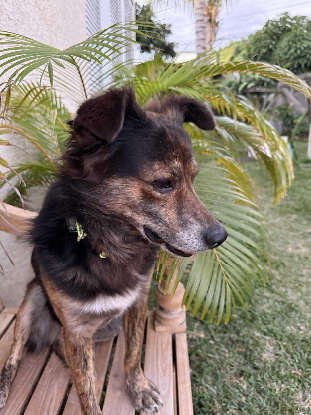 Image Famille d'accueil pour Tomy