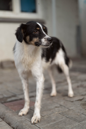 Adopter Farah