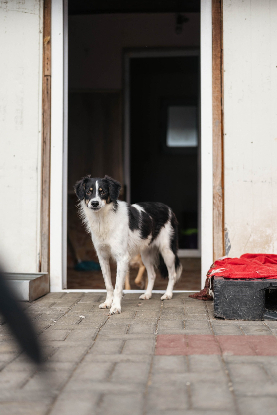 Adopter Farah