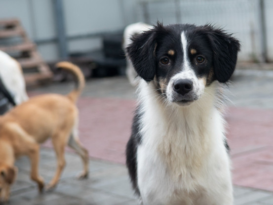 Adoption Farah