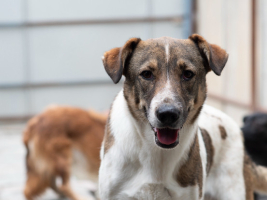 Adopter  chien : Fidji
