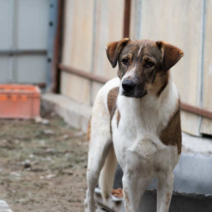 Adoption Fidji