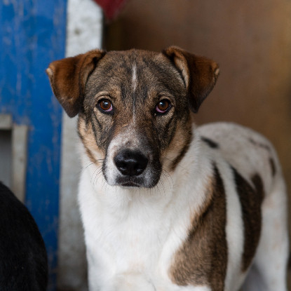 Adoption Fidji
