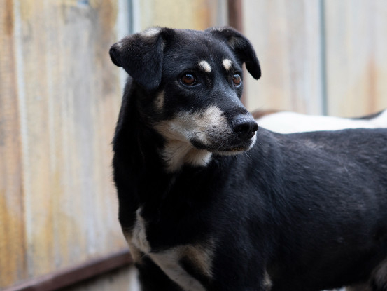 Adopter Fido