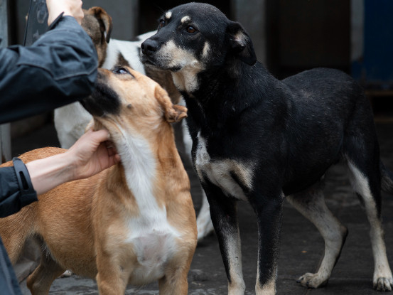 Adopter Fido