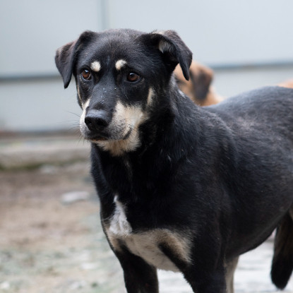 Adopter Fido
