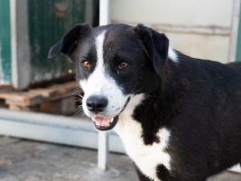 Adopter  chien : Flash