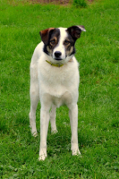 Adopter  chien : Gucci