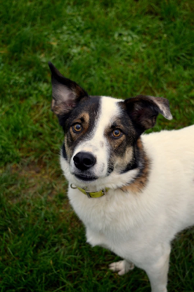 Adopter Gucci