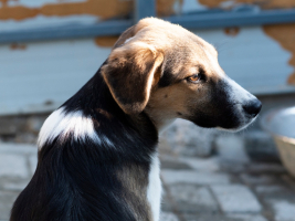 Adopter  chien : Haribo