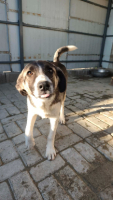 Adopter  chien : Hindia
