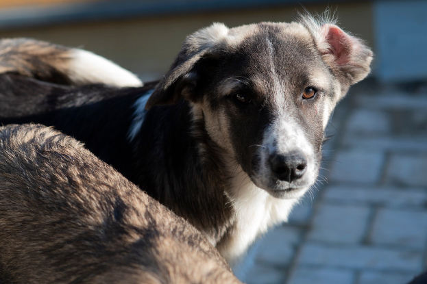 Adopter Hindia